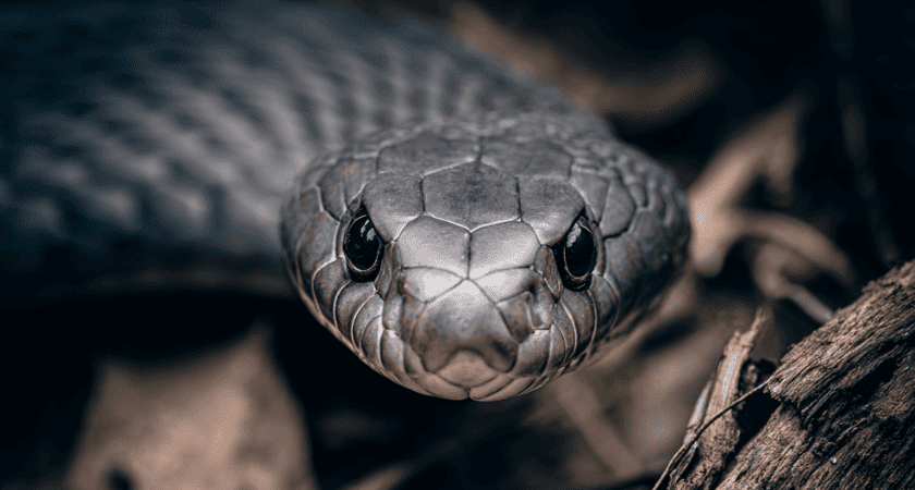 O que significa sonhar com cobra cinza — interpretação bíblica e cristã