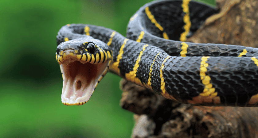 Sonhar com cobra significado bíblico e cristão