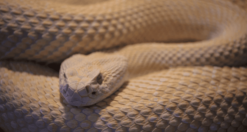 O que significa sonhar com cobra branca — interpretação bíblica e cristã