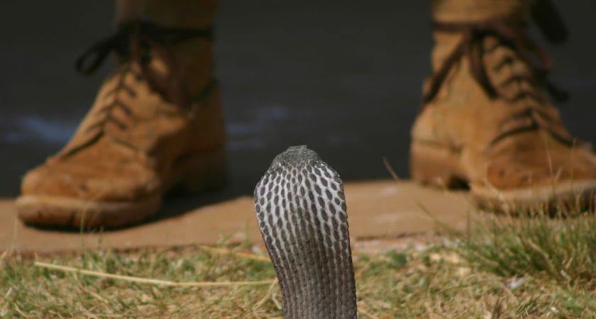 Sonhar com cobra correndo atrás de mim — significado espiritual e bíblico