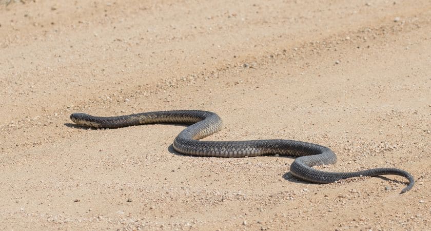Sonhar com cobra fugindo significado espiritual