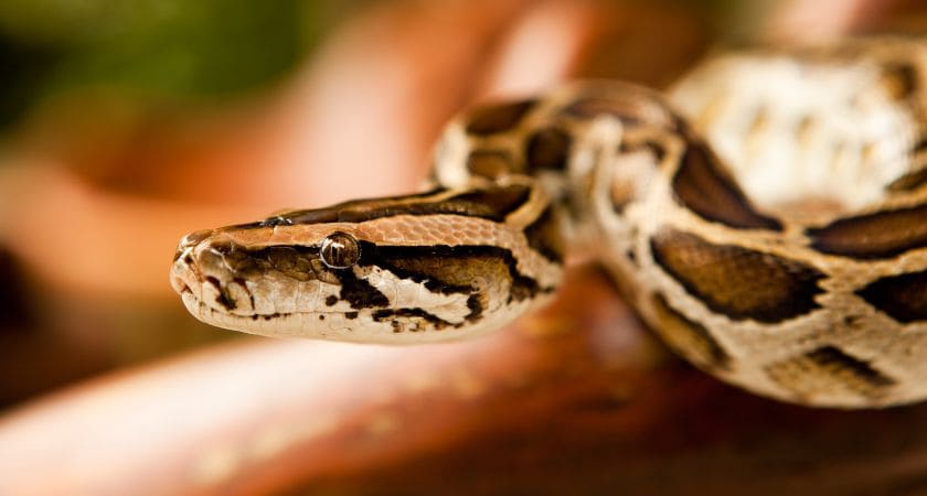 cobra coral, cascavel e jibóia representando diferentes sonhos espirituais