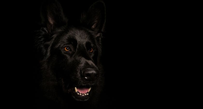 Sonhar com cachorro — significado bíblico e emocional